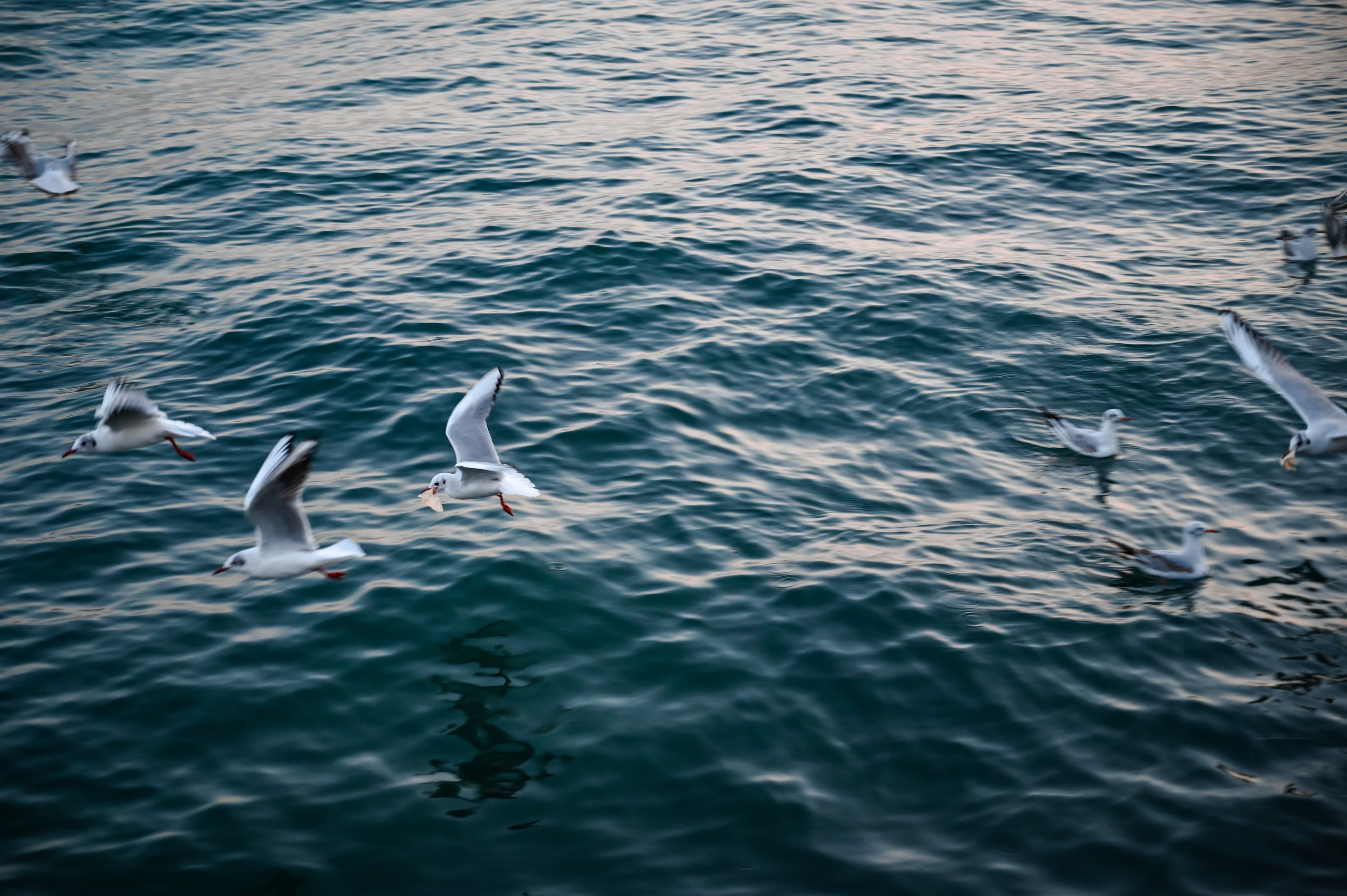 Birds